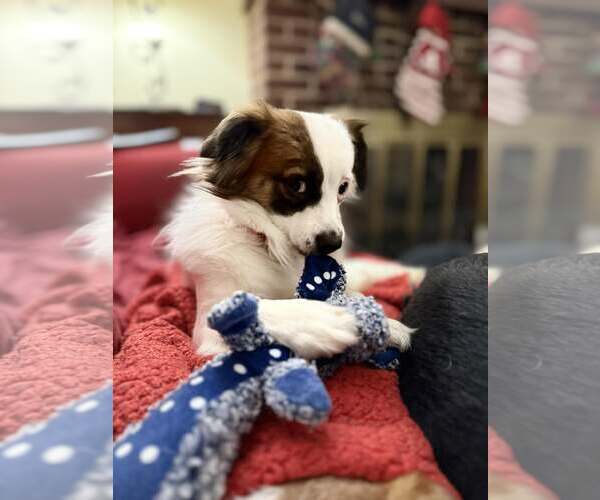 Medium Photo #6 Cav-A-Malt Puppy For Sale in Monkton, MD, USA