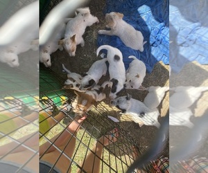 Australian Cattle Dog-Australian Kelpie Mix Puppy for sale in FAIRVIEW, WA, USA