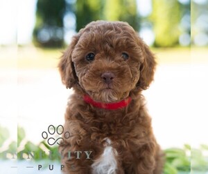 Bichpoo Puppy for sale in NEWPORT, PA, USA