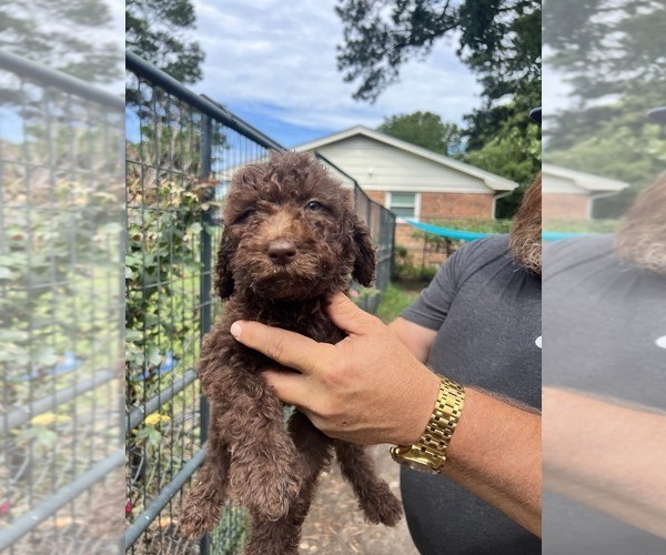 Medium Photo #11 Labradoodle mix (+ Poodle Standard) Puppy For Sale in JACKSONVILLE, NC, USA