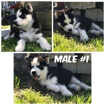 Medium Photo #1 Siberian Husky Puppy For Sale in SAN DIEGO, CA, USA