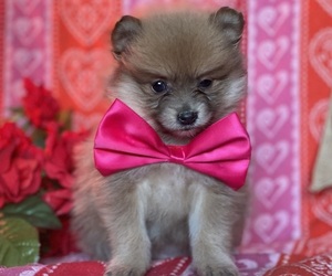 Pomeranian Puppy for sale in LANCASTER, PA, USA