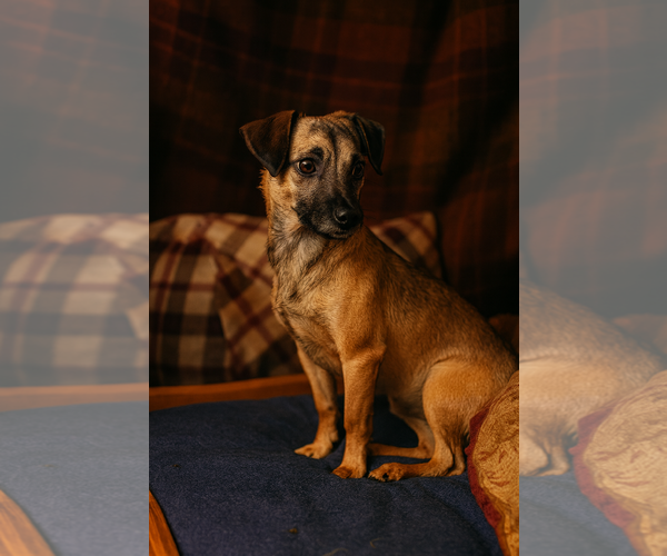 Medium Photo #4 Chihuahua Puppy For Sale in Oakhurst, NJ, USA