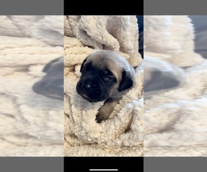 Mastiff Puppy for Sale in WOODSTOCK, Georgia USA