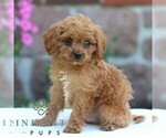 Small #4 Cavapoo