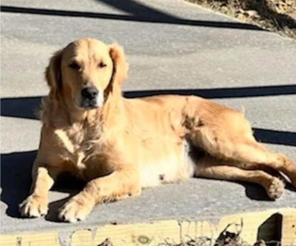 Medium Photo #1 Golden Retriever Puppy For Sale in ASHVILLE, AL, USA