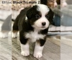 Small #2 Miniature American Shepherd