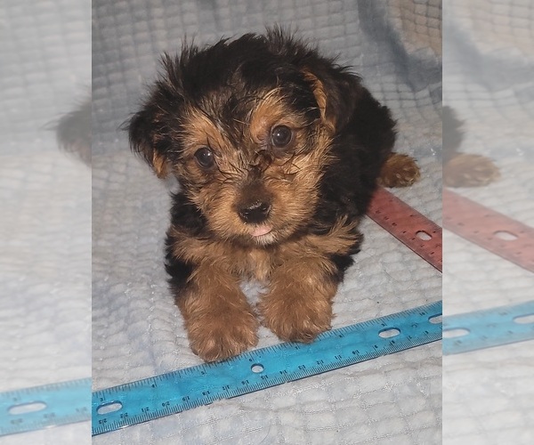 Medium Photo #243 Yorkshire Terrier Puppy For Sale in AKRON, OH, USA