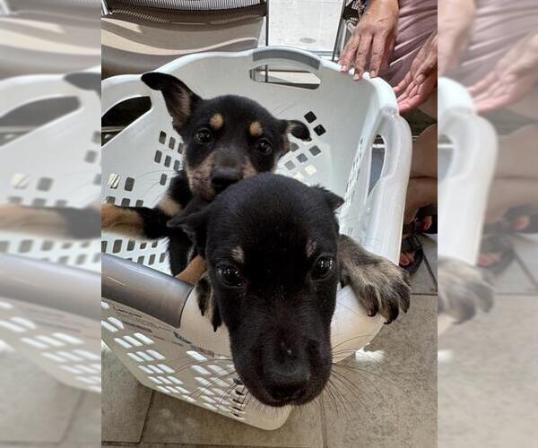 Medium Photo #1 German Shepherd Dog-Unknown Mix Puppy For Sale in San Antonio, TX, USA