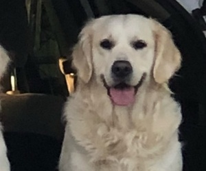 Mother of the English Cream Golden Retriever puppies born on 06/06/2025