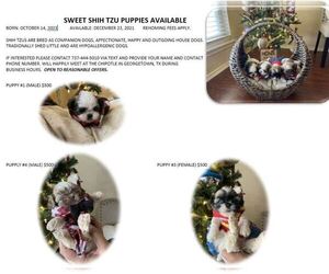 Shih Tzu Puppy for sale in GEORGETOWN, TX, USA