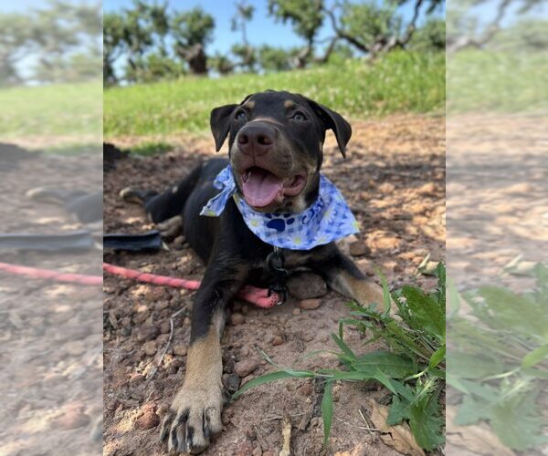 Medium Photo #8 Mutt Puppy For Sale in Greenville, SC, USA