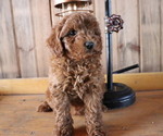 Small Poodle (Toy)