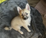 Small #72 Pomsky