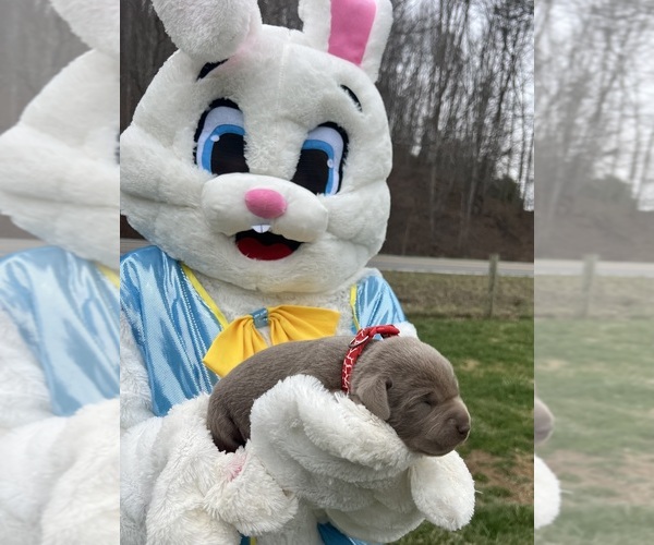 Medium Photo #2 Labrador Retriever Puppy For Sale in NEOLA, WV, USA