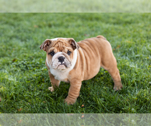 English Bulldog Puppy for sale in BOURBON, IN, USA