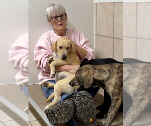 Frank - Male Labrador Retriever-Unknown Mix Dog for Adoption - Photo #4