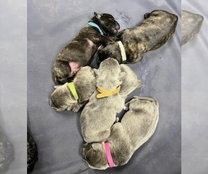 Cane Corso Litter for sale in TEMECULA, CA, USA