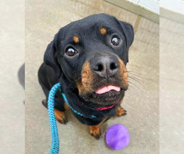 Medium Photo #1 Rottweiler Puppy For Sale in Sacramento, CA, USA
