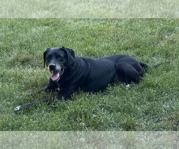 Medium Photo #3  Puppy For Sale in , 