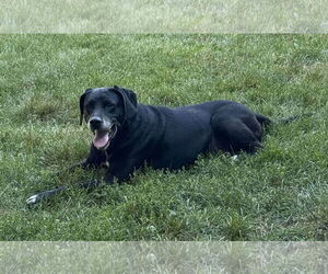 Labrador Retriever-Unknown Mix Dogs for adoption in Plainfield, IL, USA