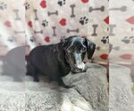 Small #1 Dachshund