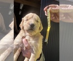Puppy Yellow Golden Retriever