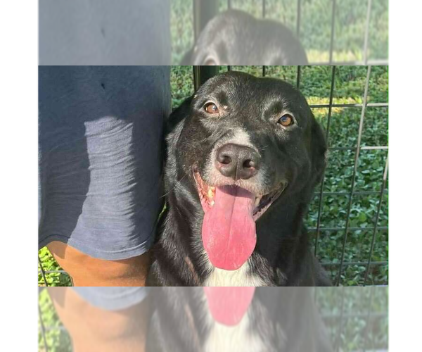 Medium Photo #1 Mutt Puppy For Sale in Abbeville, LA, USA