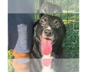 Mutt Dogs for adoption in Abbeville, LA, USA