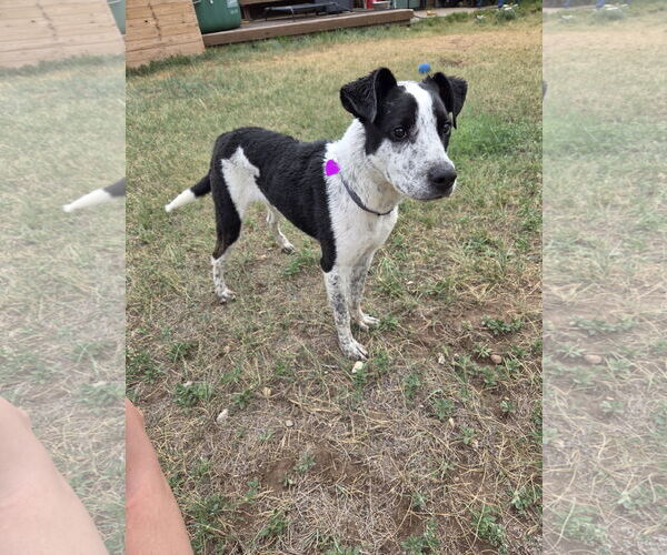 Medium Photo #3 Mutt Puppy For Sale in Aurora, CO, USA