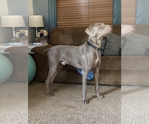 Father of the Weimaraner puppies born on 05/07/2020