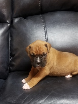 Medium Photo #3 Boxer Puppy For Sale in DERBY, CT, USA