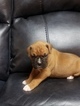 Small Photo #3 Boxer Puppy For Sale in DERBY, CT, USA