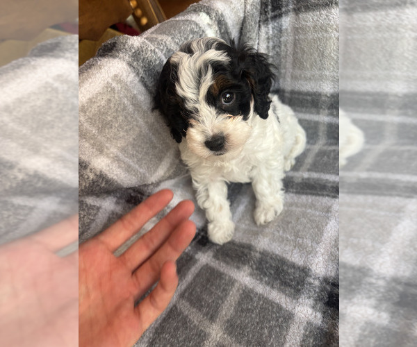Medium Photo #7 Cavapoo (Miniature) Puppy For Sale in SPRING HILL, TN, USA