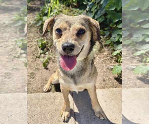 Medium Photo #5 Beagle-Unknown Mix Puppy For Sale in Newport Beach, CA, USA