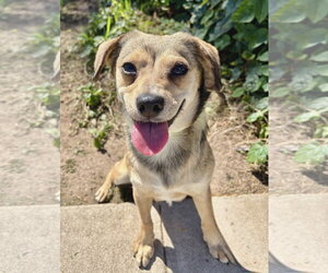 Jello - Female Beagle-Unknown Mix Dog for Adoption - Photo #5