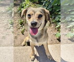 Small #4 Beagle Mix