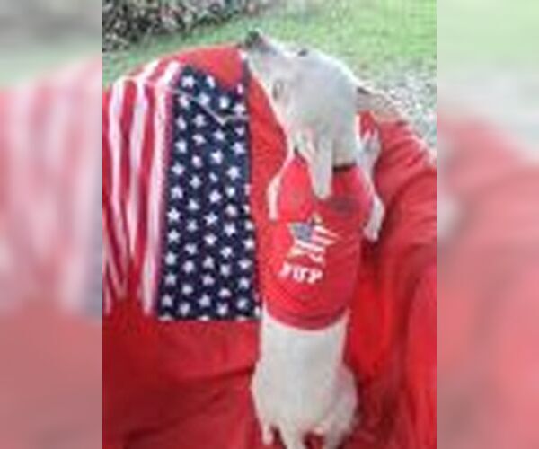 Medium Photo #3 Chihuahua-Unknown Mix Puppy For Sale in Missouri City, TX, USA