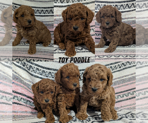 Poodle (Toy) Puppy for Sale in GOSHEN, Indiana USA