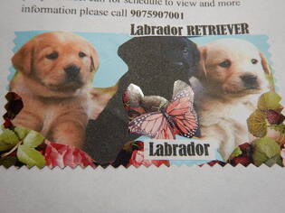 Labrador Retriever Puppy for sale in FAIRBANKS, AK, USA