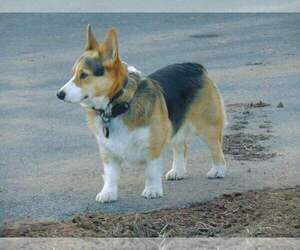 Father of the Pembroke Welsh Corgi puppies born on 03/08/2022