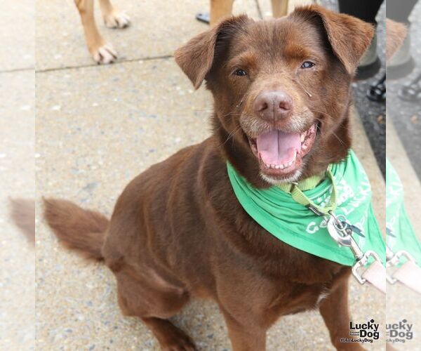 Medium Photo #5 Labbe Puppy For Sale in Washington, DC, USA