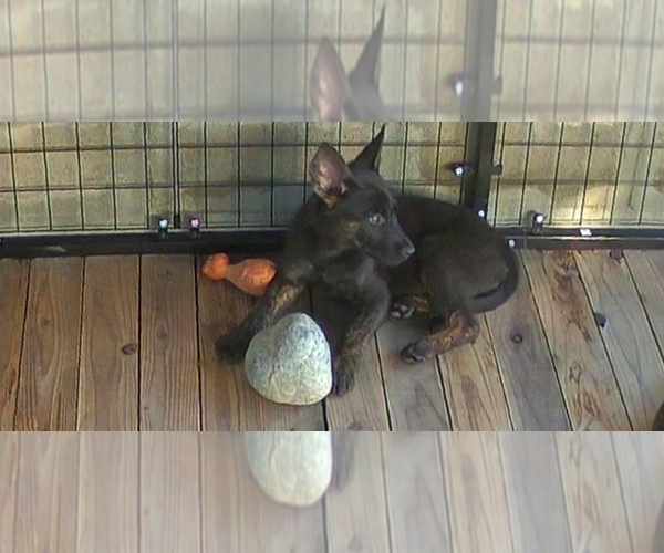 Medium Photo #1 Dutch Shepherd Dog Puppy For Sale in SACRAMENTO, CA, USA