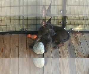 Dutch Shepherd Dog Puppy for sale in SACRAMENTO, CA, USA