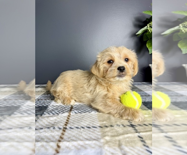 Medium Photo #2 Maltipoo Puppy For Sale in GREENFIELD, IN, USA