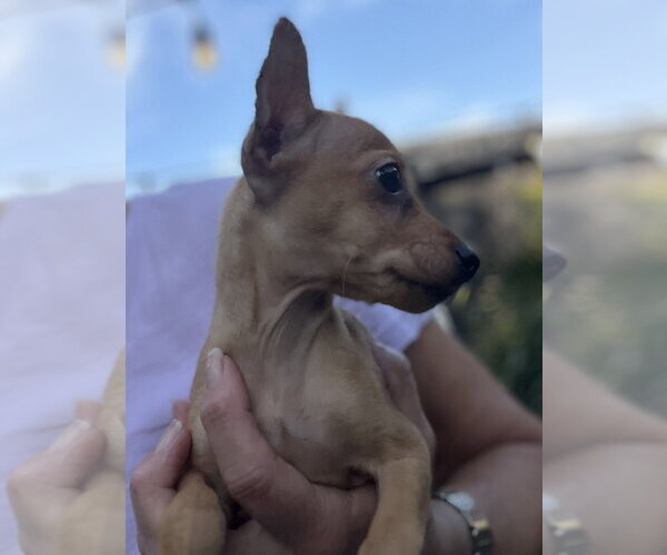 Medium Photo #2 Chihuahua-Unknown Mix Puppy For Sale in Dana Point, CA, USA