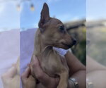 Small #1 Chihuahua Mix
