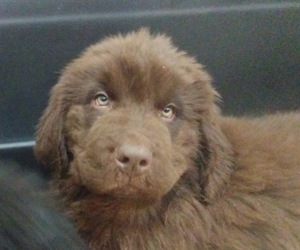 Newfoundland Puppy for sale in POCATELLO, ID, USA