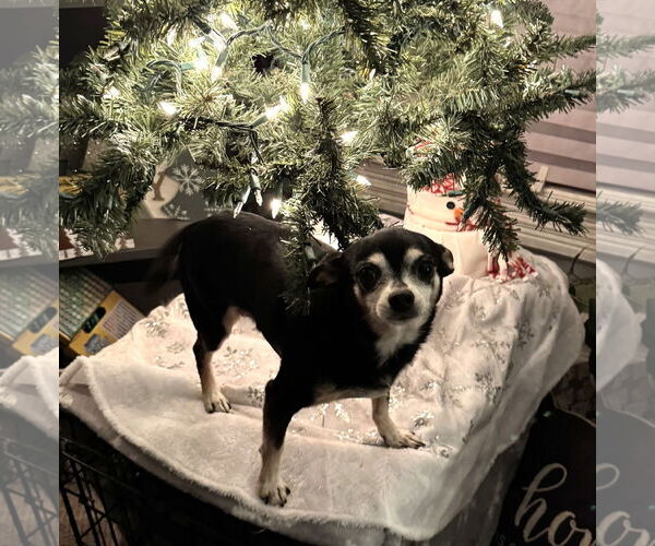 Medium Photo #3 Chihuahua Puppy For Sale in Westmont, IL, USA