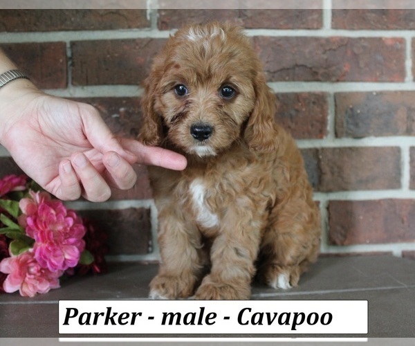 Medium Photo #1 Cavapoo (Miniature) Puppy For Sale in CLARKRANGE, TN, USA